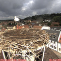 11_30-nest.jpg