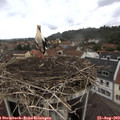 11_35-nest.jpg
