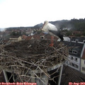 11_40-nest.jpg