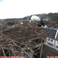 11_45-nest.jpg