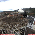 11_50-nest.jpg