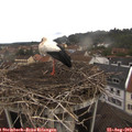 11_55-nest.jpg