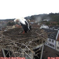 12_00-nest.jpg