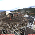 12_10-nest.jpg