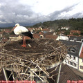 12_15-nest.jpg
