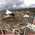 12_20-nest.jpg