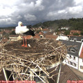 12_25-nest.jpg