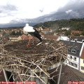 12_35-nest.jpg