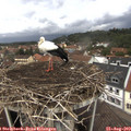 12_40-nest.jpg