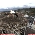12_45-nest.jpg