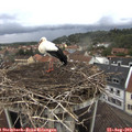12_50-nest.jpg