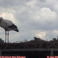 13_00-mast.jpg