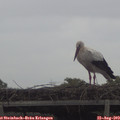 13_10-mast.jpg