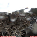 13_10-nest.jpg