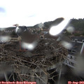 13_15-nest.jpg