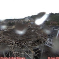 13_25-nest.jpg