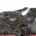 13_30-nest.jpg