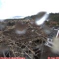 13_35-nest.jpg