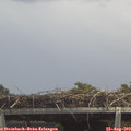 13_40-mast.jpg