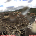 13_40-nest.jpg