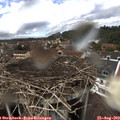 13_45-nest.jpg