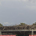 13_50-mast.jpg