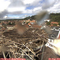 13_50-nest.jpg