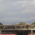 13_55-mast.jpg