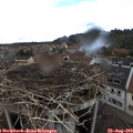 14_00-nest.jpg