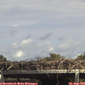 14_50-mast.jpg