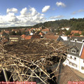 14_50-nest.jpg
