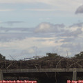 15_25-mast.jpg