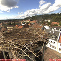 15_55-nest.jpg