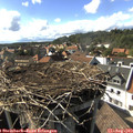 16_50-nest.jpg