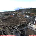 17_35-nest.jpg