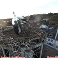 20_10-nest.jpg