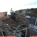 20_15-nest.jpg