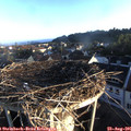 07_05-nest.jpg
