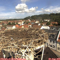 10_45-nest.jpg
