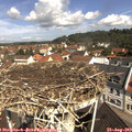 10_50-nest.jpg