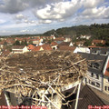 11_00-nest.jpg