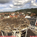 11_05-nest.jpg