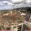 11_10-nest.jpg