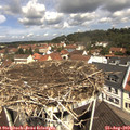 11_15-nest.jpg