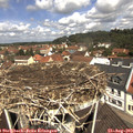 11_40-nest.jpg