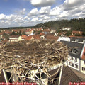 11_45-nest.jpg