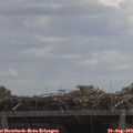 11_50-mast.jpg