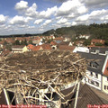 11_50-nest.jpg