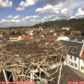 12_10-nest.jpg