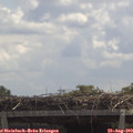 12_20-mast.jpg